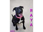 Adopt Raya a Black Labrador Retriever, Mixed Breed