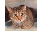 Adopt Tabby a Domestic Short Hair