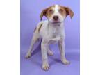 Adopt June a Australian Shepherd, Mixed Breed