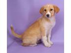 Adopt Gina a Golden Retriever, Mixed Breed