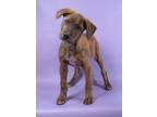 Adopt Sailer a Redbone Coonhound, Mixed Breed