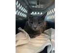 Adopt Smokey a Domestic Short Hair