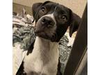 Adopt Saxony a American Staffordshire Terrier