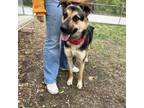 Adopt Ky a German Shepherd Dog