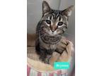 Adopt Brynna a Domestic Short Hair