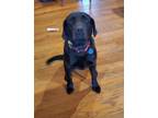 Adopt Oakley (Female) a Labrador Retriever