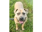 Adopt Ophelia a Pit Bull Terrier, Mixed Breed