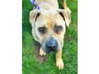 Adopt Ophelia a Pit Bull Terrier, Mixed Breed