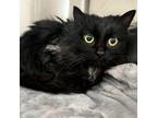 Adopt Dahlia a Domestic Medium Hair