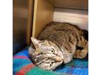 Adopt Lena a Domestic Short Hair