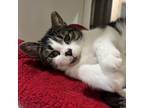 Adopt Appt. Pending - Dolly a Domestic Short Hair