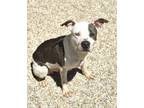 Adopt Minty a Pit Bull Terrier, Mixed Breed