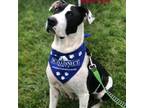 Adopt Keeley a Great Dane, Mixed Breed