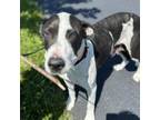Adopt Keeley a Pit Bull Terrier, Hound