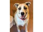 Adopt Thelma a Husky