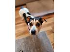 Adopt Dotty a Beagle, Jack Russell Terrier