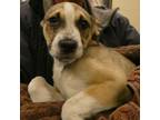 Adopt Ryan Reynolds Wrap a Hound, Mixed Breed