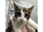 Adopt Fettuccini (Barn Cat) a Domestic Short Hair