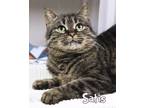 Adopt Satis a Domestic Short Hair