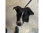 Adopt Bea a Border Collie, Mixed Breed