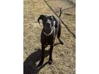 Adopt Penny a Great Dane, Mixed Breed