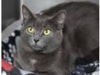 Adopt Cora a Domestic Short Hair