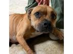 Adopt Billie - 110903R a Staffordshire Bull Terrier