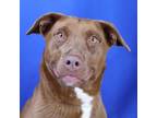 Adopt Marlowe- 040504S a Husky, Pit Bull Terrier
