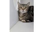 Adopt Elyse a Domestic Short Hair