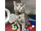 Adopt Lovey Dovey--In Foster a Domestic Short Hair