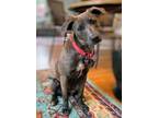 Adopt Gretchen Wilson SCAS a Dachshund, Terrier