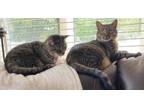 Adopt Darla and Rascal a Tabby