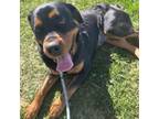 Adopt Roxy a Rottweiler