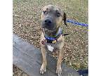 Adopt Salsa a Pit Bull Terrier, Mixed Breed
