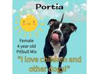 Adopt Portia a Pit Bull Terrier