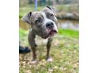 Adopt Luna a Pit Bull Terrier, Mixed Breed