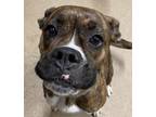 Adopt Nova a Boxer