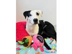 Adopt Rachael a Labrador Retriever, Border Collie