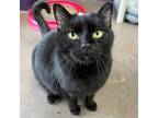 Adopt Miss Panther a Domestic Short Hair