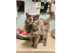 Adopt Chilli Cat a Domestic Medium Hair, Dilute Tortoiseshell