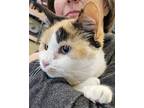 Adopt Calista a Calico, Domestic Short Hair