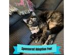 Adopt Lovey a Domestic Short Hair