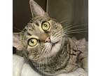 Adopt Helen a Domestic Short Hair