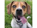 Adopt Dolly a Beagle