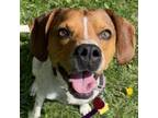 Adopt Dolly (bonded w/ Dylan) a Beagle
