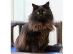 Adopt Izzy a Domestic Long Hair