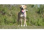 Adopt Star a Labrador Retriever