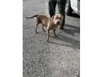 Adopt Cassandra a Pit Bull Terrier, Mixed Breed