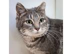 Adopt MS. KITTY a Tabby