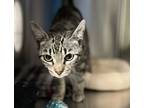 Adopt Bubbles a Domestic Short Hair